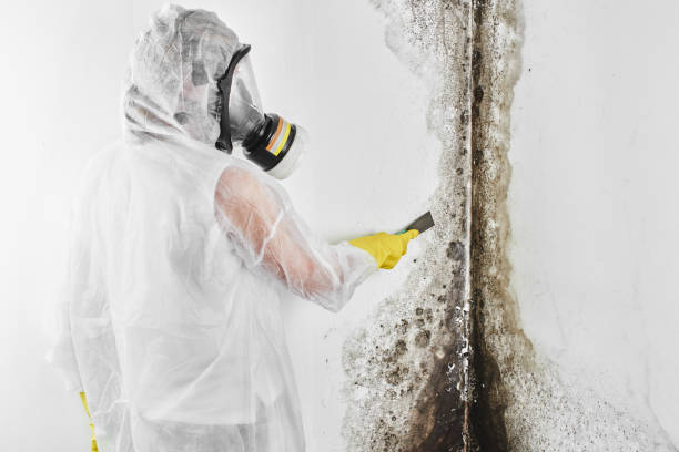 Best Basement Mold Remediation in Hermann, MO