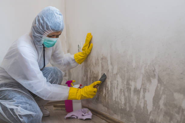 Professional Mold Remediation in Hermann, MO