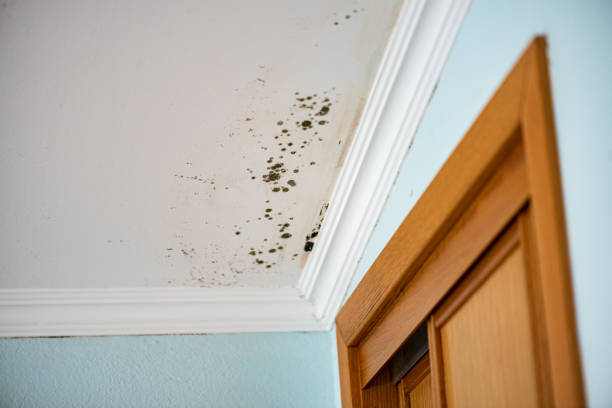 Best HVAC Mold Remediation in Hermann, MO