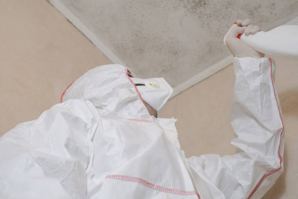 Best Emergency Mold Remediation in Hermann, MO