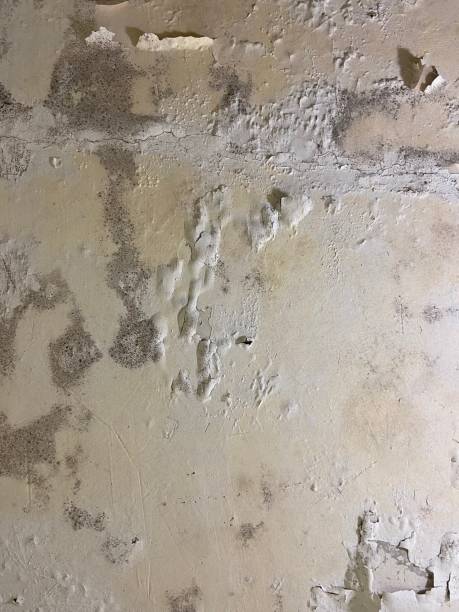 Best Kitchen Mold Remediation in Hermann, MO