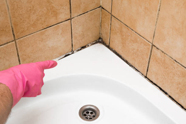 Best Localized Mold Remediation (e.g., coastal areas, humid climates) in Hermann, MO